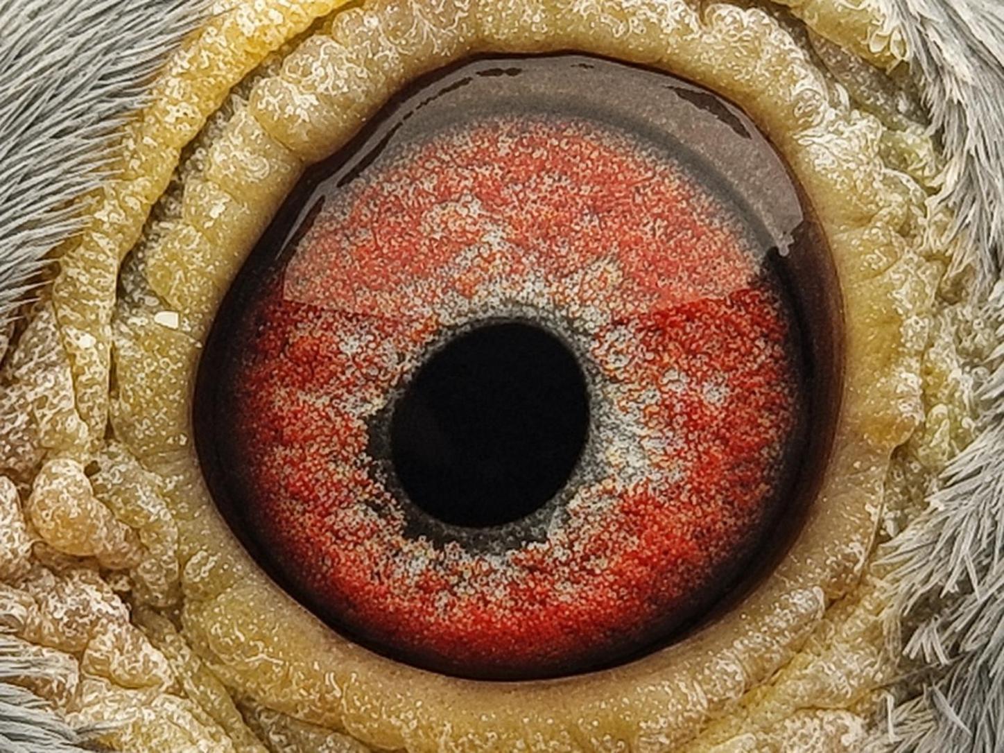 Pigeon eye